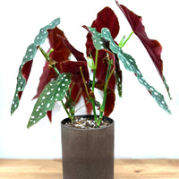 ベゴニア・マクラータ