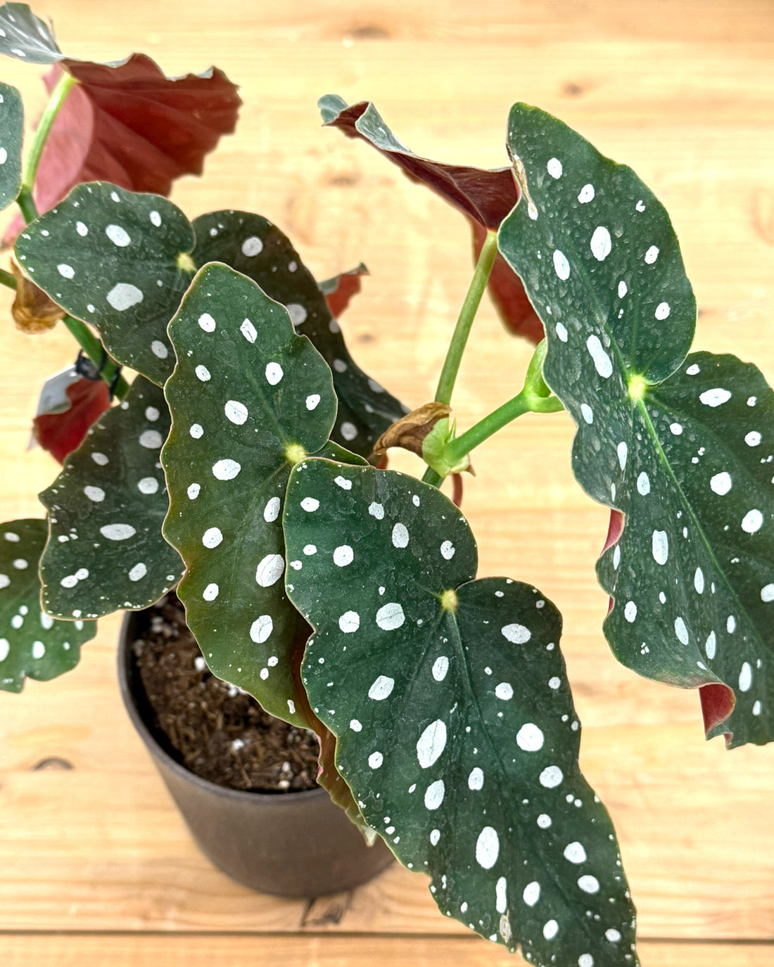 ベゴニア・マクラータ