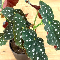 ベゴニア・マクラータ