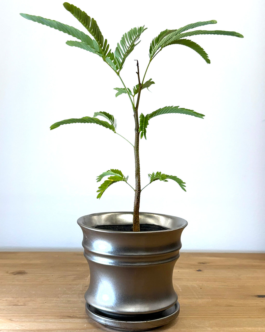 シルバーポット