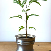 シルバーポット