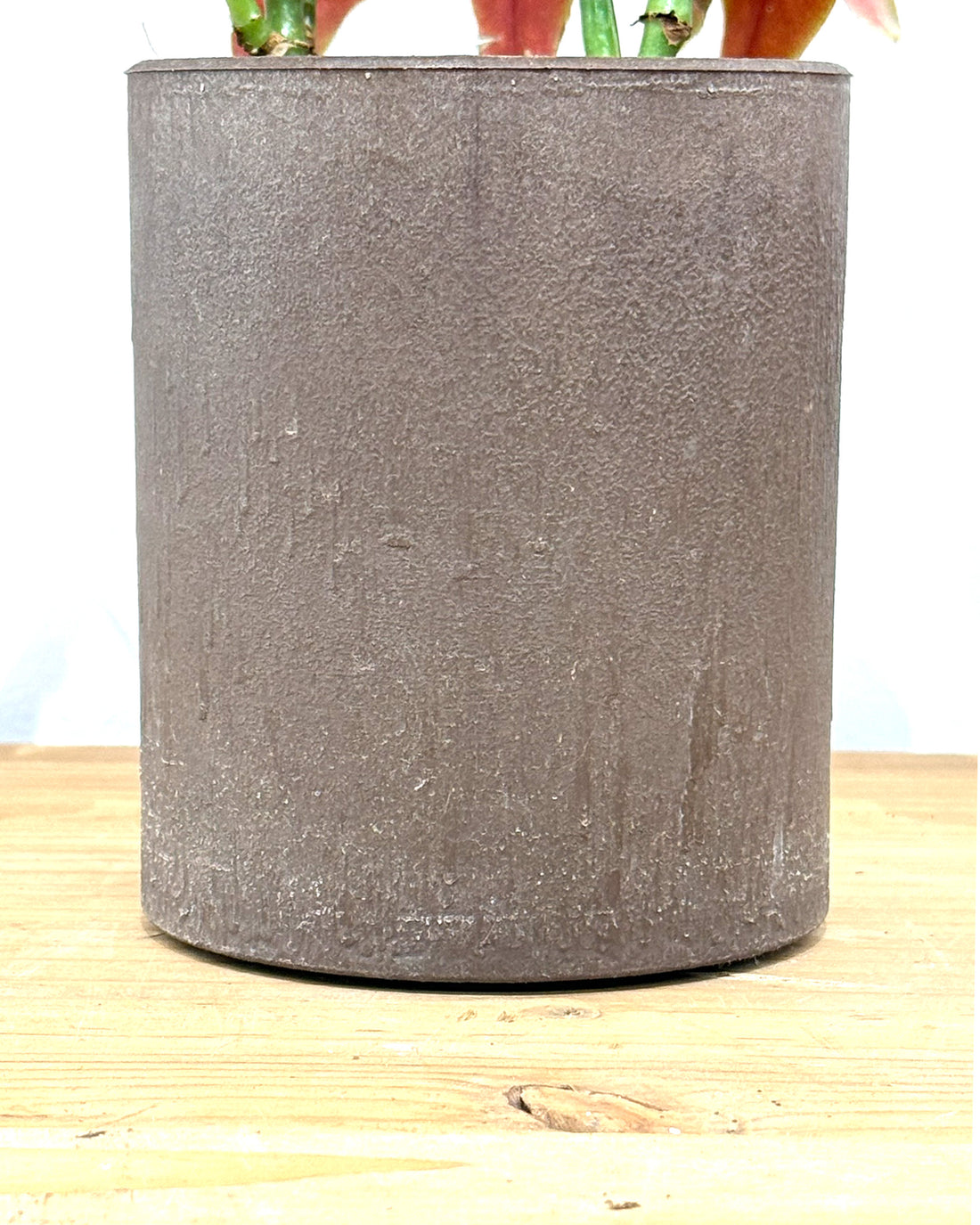 ベゴニア・マクラータ