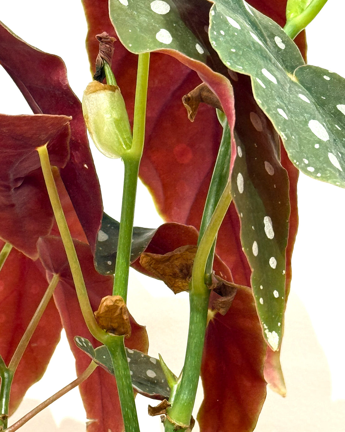 ベゴニア・マクラータ