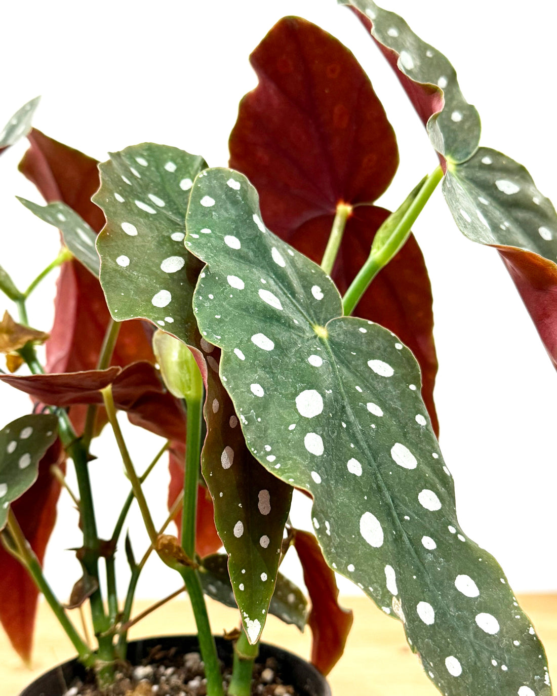 ベゴニア・マクラータ