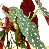 ベゴニア・マクラータ