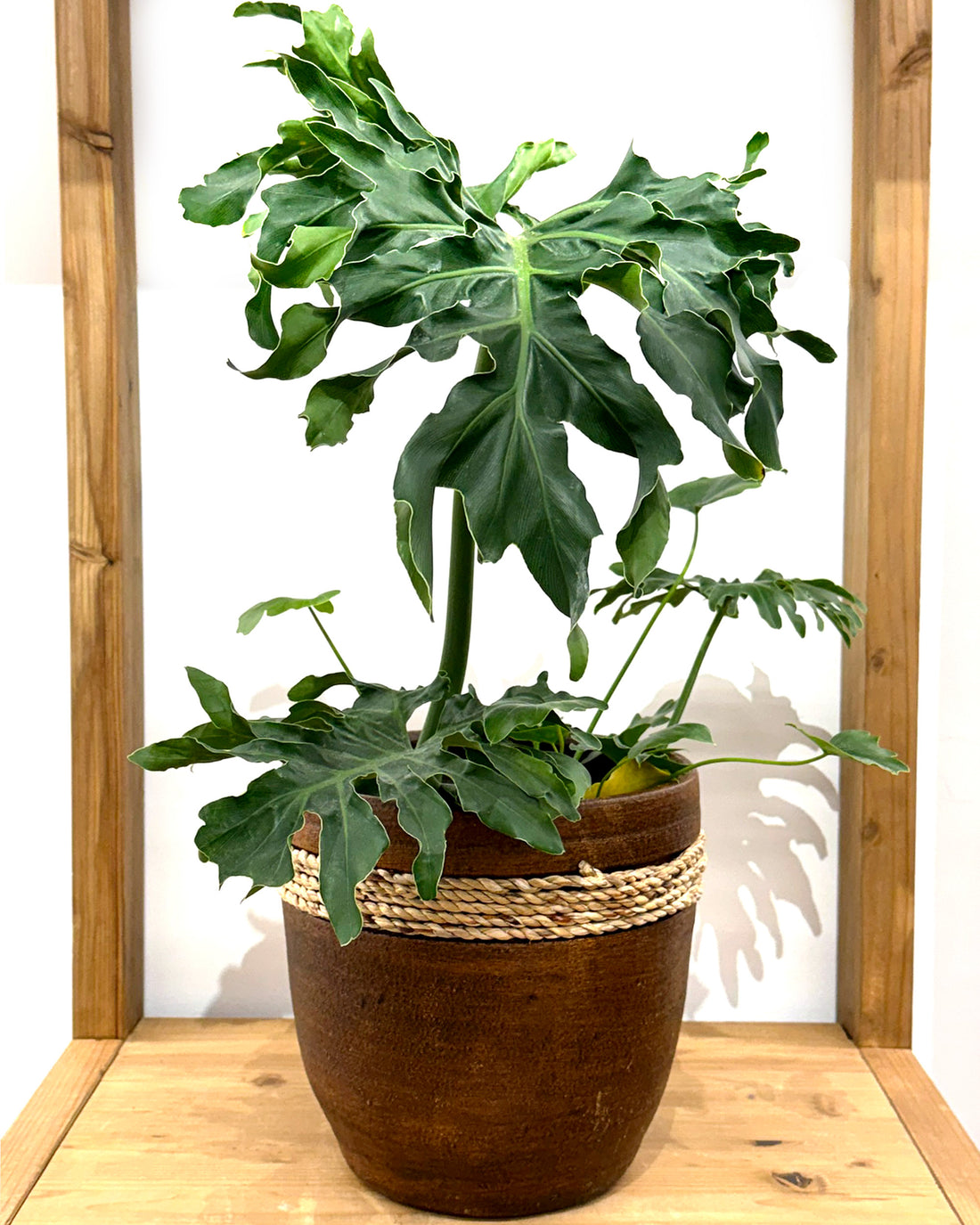 ロープライン ポット