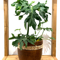 ロープライン ポット