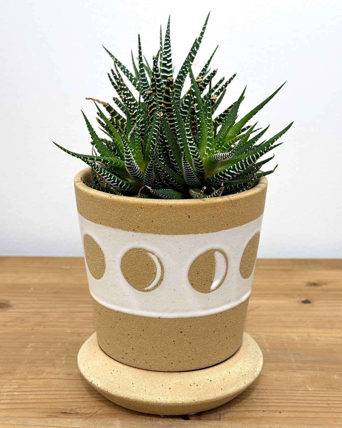 ドットライン ポット