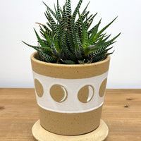 ドットライン ポット